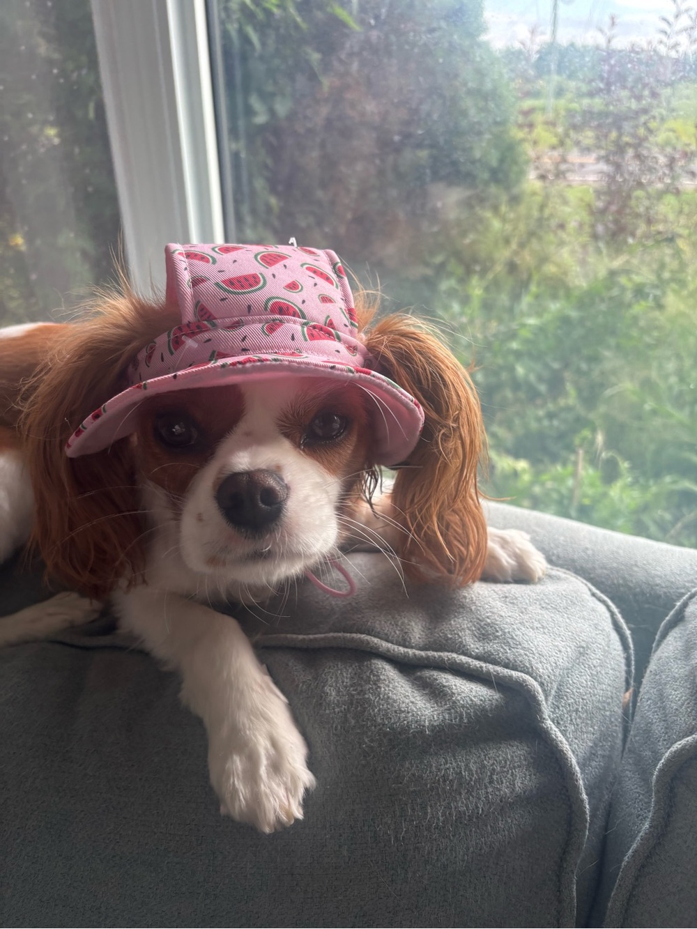Pink Watermelon Pattern Dog Sun Visor Hat - Cute Pet Cap